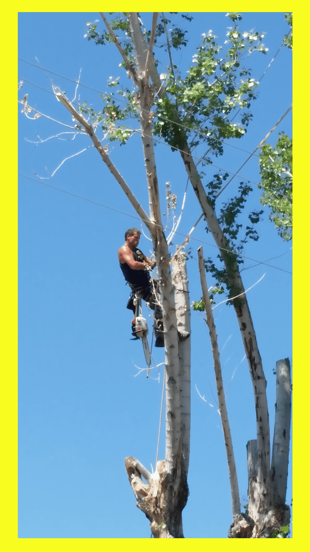 tree cutter