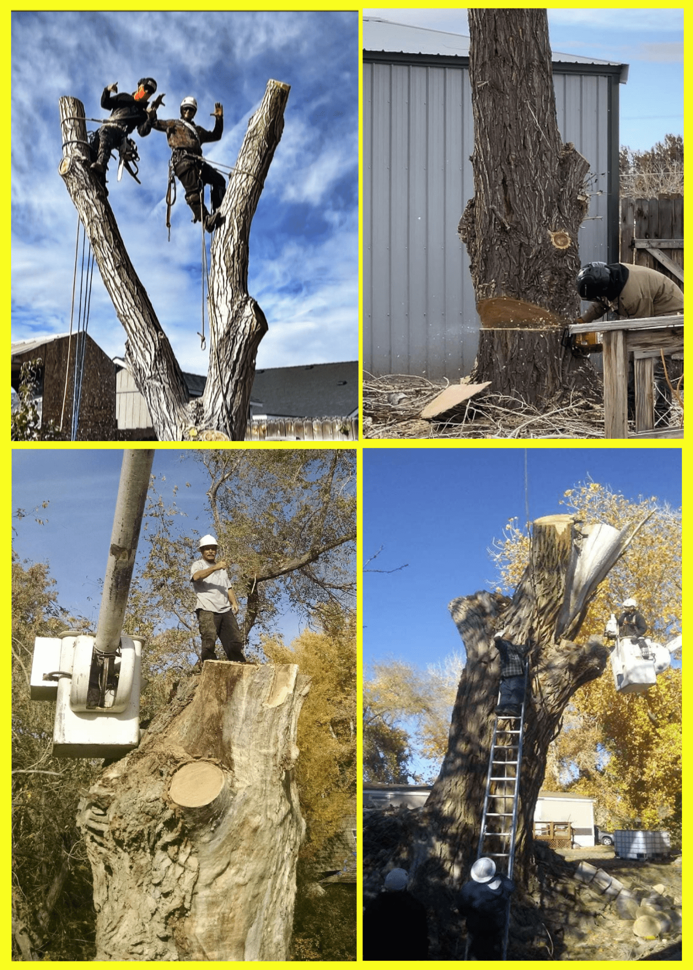 Large Tree Removal by Wilson Tree Works Large Tree Removal by Wilson Tree Works