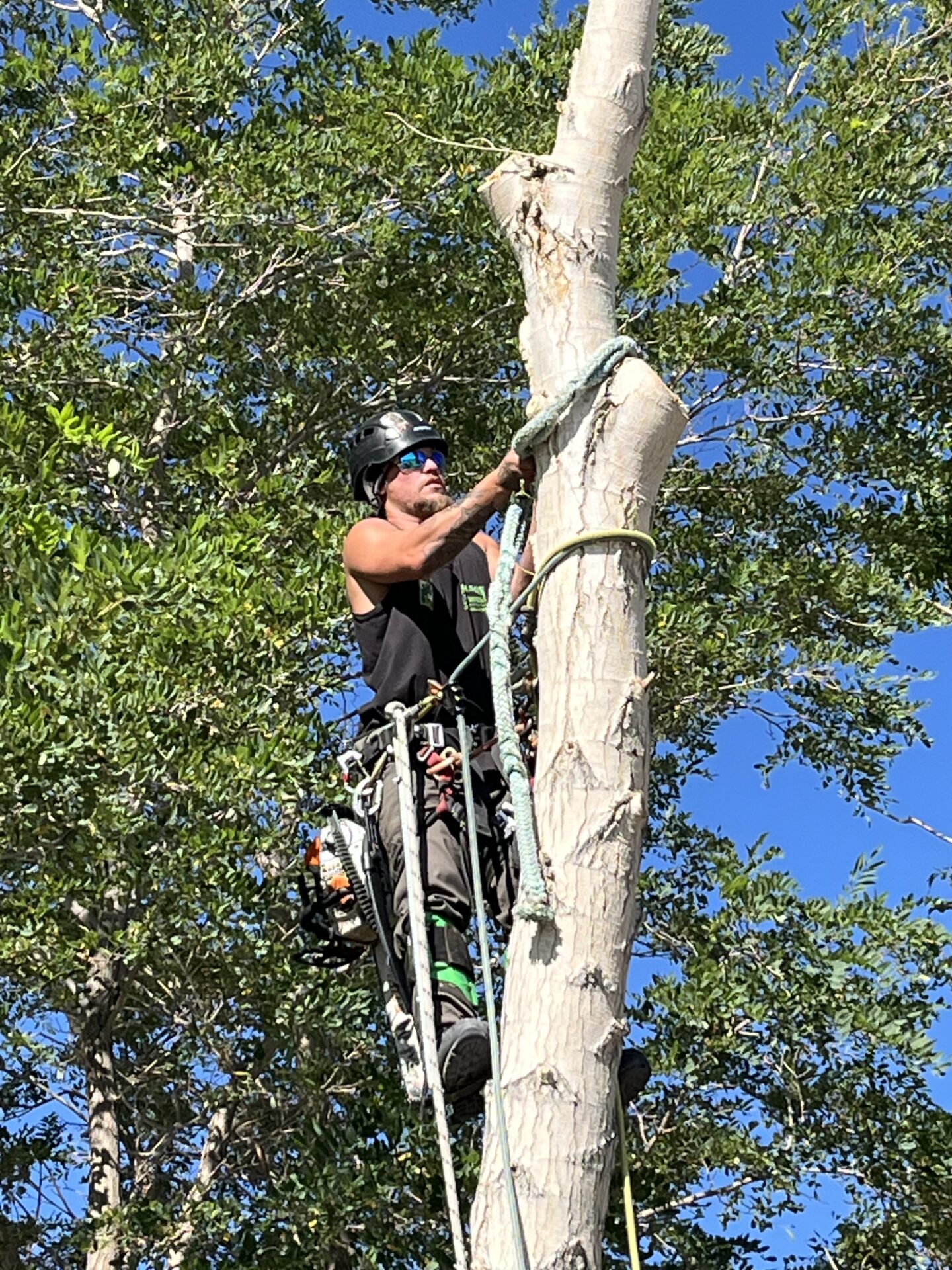 Tree Removal Service